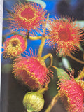 Michael Morcombe's Wildflowers of Australia
