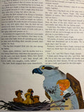 Digit Dick on the Great Barrier Reef Leslie Rees Illustrated Hutchings