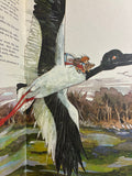 Digit Dick and the Magic Jabiru by Leslie Rees