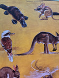 Skippy the bush kangaroo