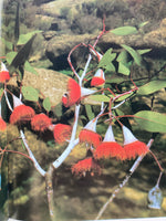 Michael Morcombe's Wildflowers of Australia