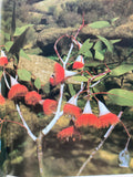 Michael Morcombe's Wildflowers of Australia