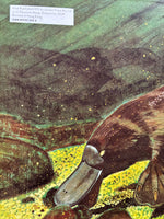Australian Golden Book - Percy, The Peaceful Platypus by Jill Morris
