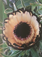The Protea Book A GUIDE TO CULTIVATED PROTEACEAE  Lewis J. Matthews