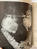 AUSTRALIAN BIRDLIFE ILLUSTRATED  RIGBY MALCOLM MCNAUGHTON