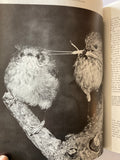 AUSTRALIAN BIRDLIFE ILLUSTRATED  RIGBY MALCOLM MCNAUGHTON